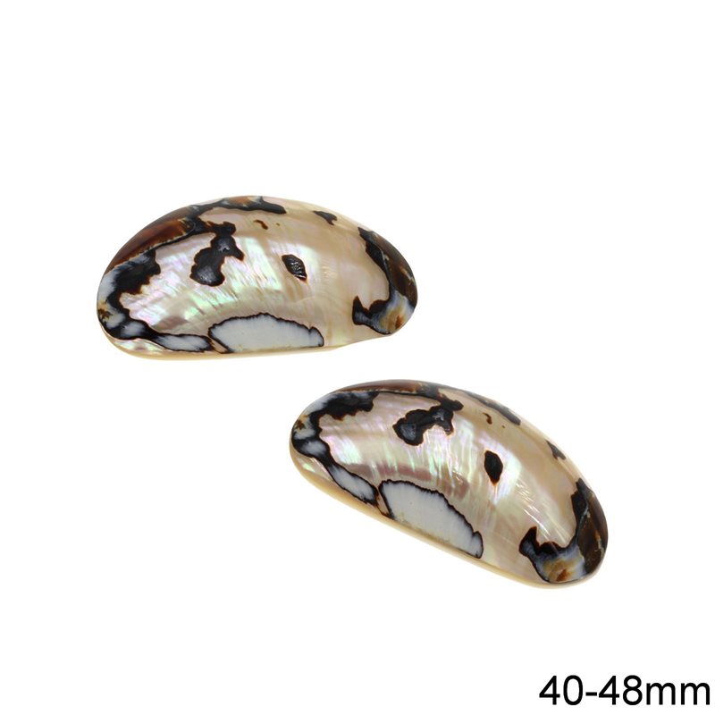 Abalone Shell Oval 40-48mm
