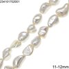 Shell Nugget Beads 8-20mm
