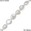 Shell Nugget Beads 8-20mm