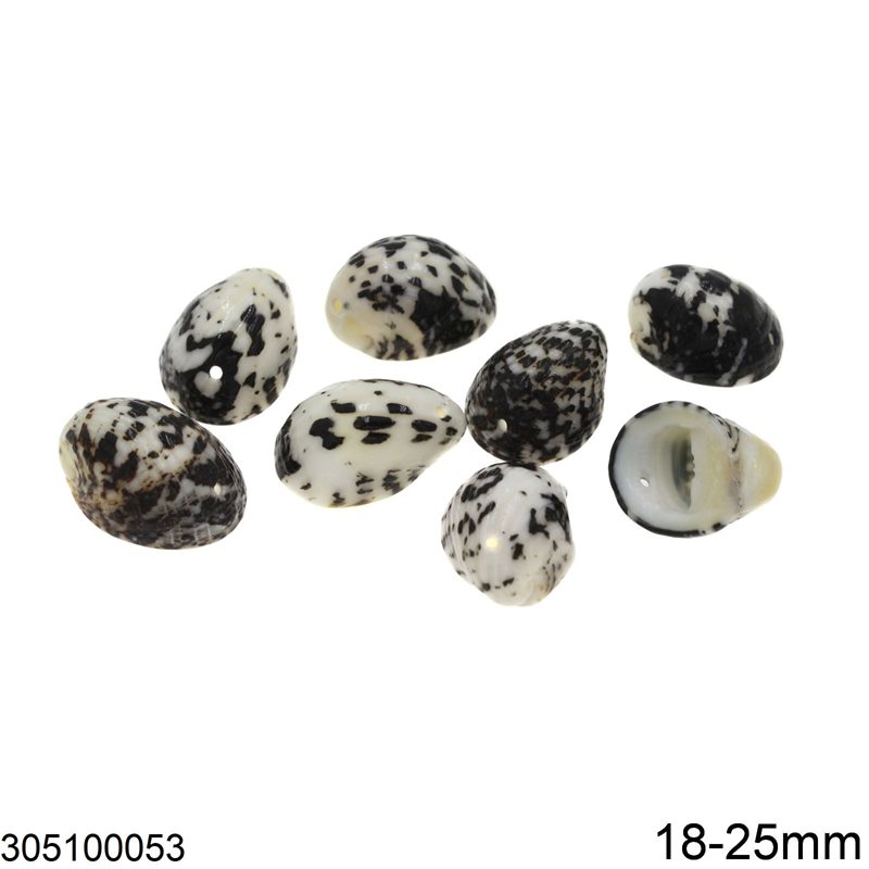 Shell with Two Holes 18-25mm