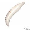 Shell Tooth 7-8cm