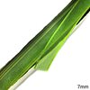 Organza Ribbon 7mm (1/4'')