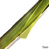 Organza Ribbon 7mm (1/4'')