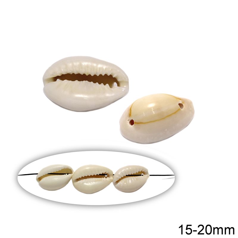 Natural Cowry Shell with two holes 15-20mm
