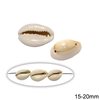 Natural Cowry Shell with two holes 15-20mm
