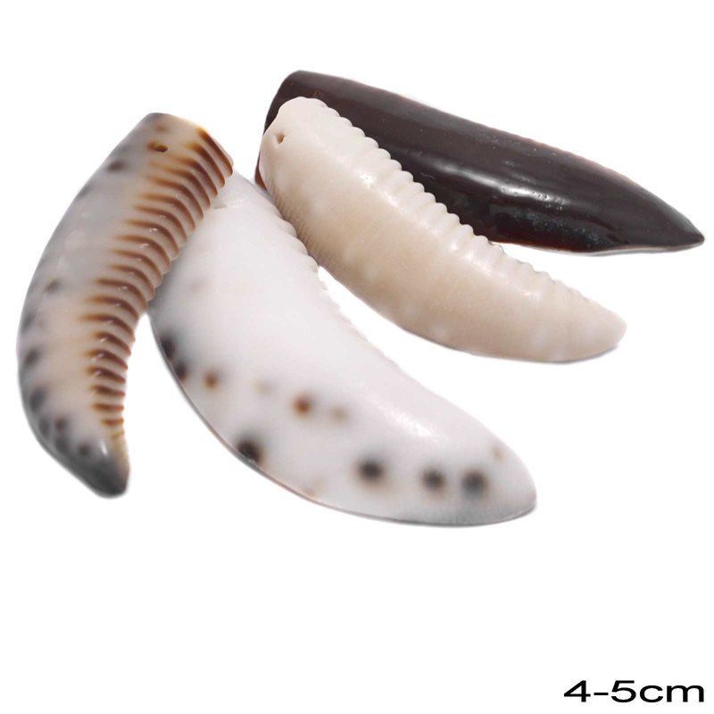 Shell Pendant Tooth 4-5cm