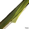 Organza Ribbon 7mm (1/4'')