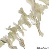 Shell Chips Beads Pearl Plated 20-40mm